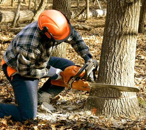 Tree Removal in Mcbrides, MI